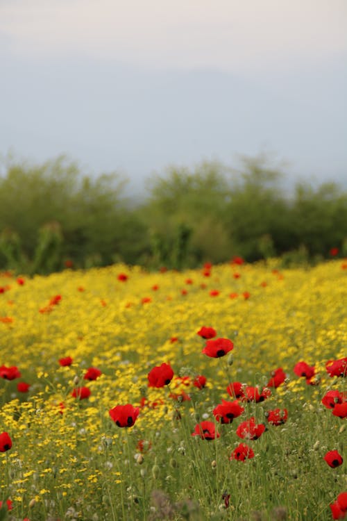Foto stok gratis berkembang, bidang, bunga poppy