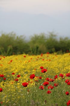 Field of vibrant red poppies and yellow flowers in Kakheti, Georgia, displaying natural beauty and tranquility.