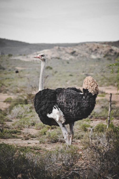 Ostrich Standing Beside a Wire Fence