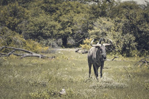 A Blue Wildebeest on  Green Grass