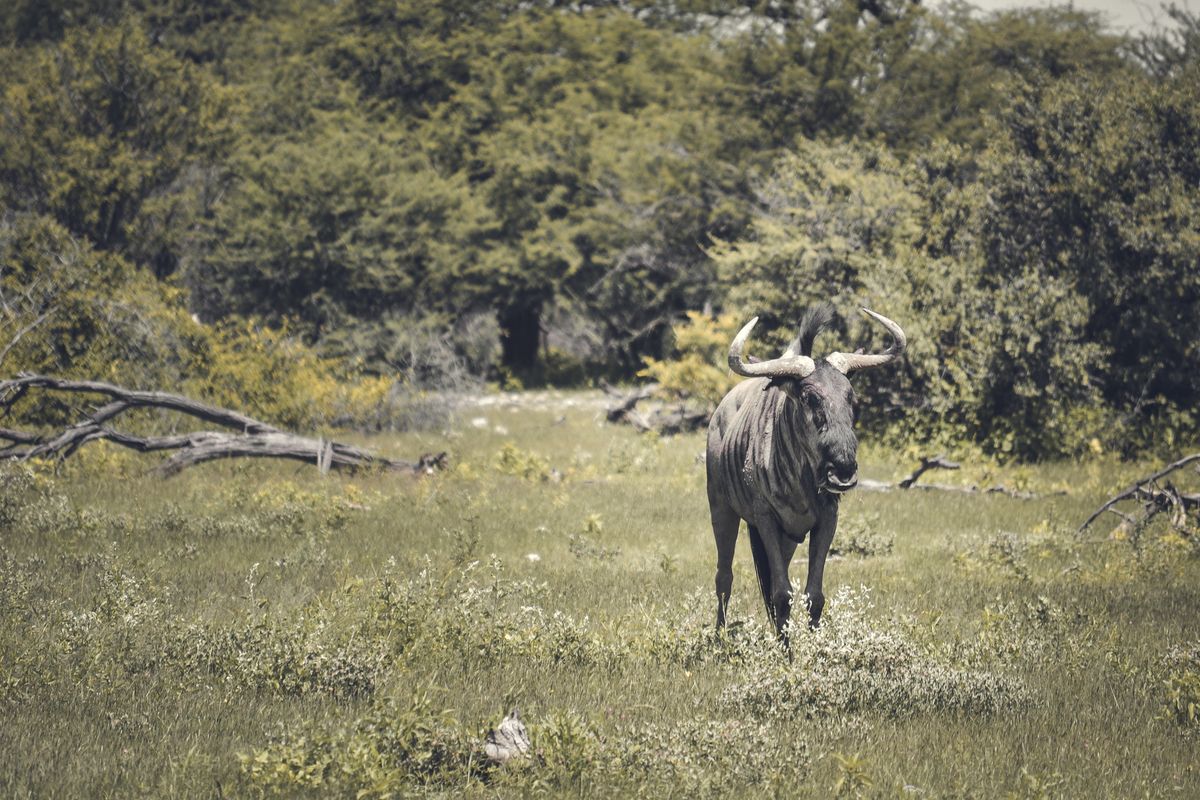 Klaserie Game Reserve