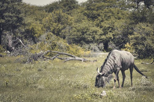 A Grazing Blue Wildebeest