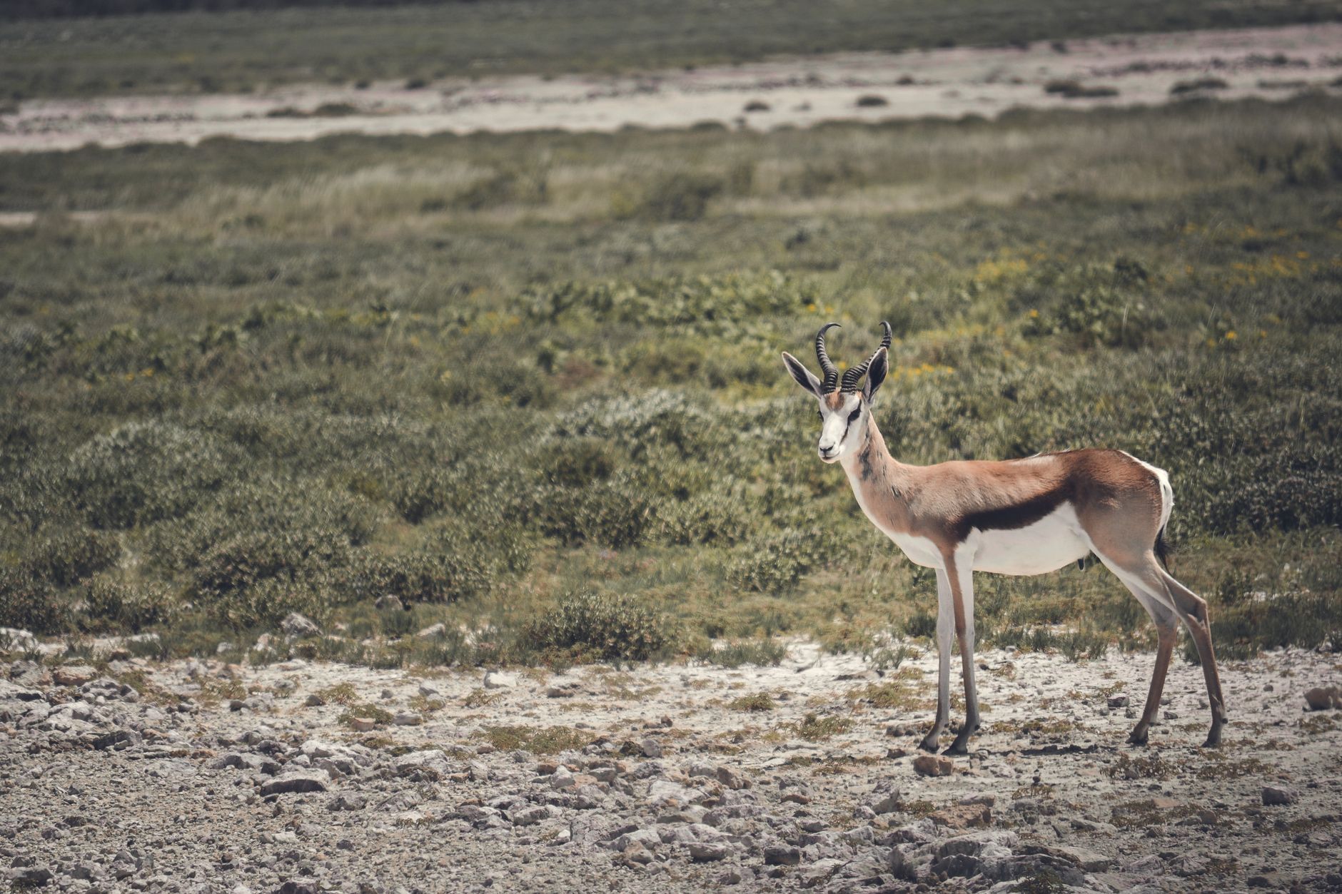 An Evocative Etosha Self-Drive Guide