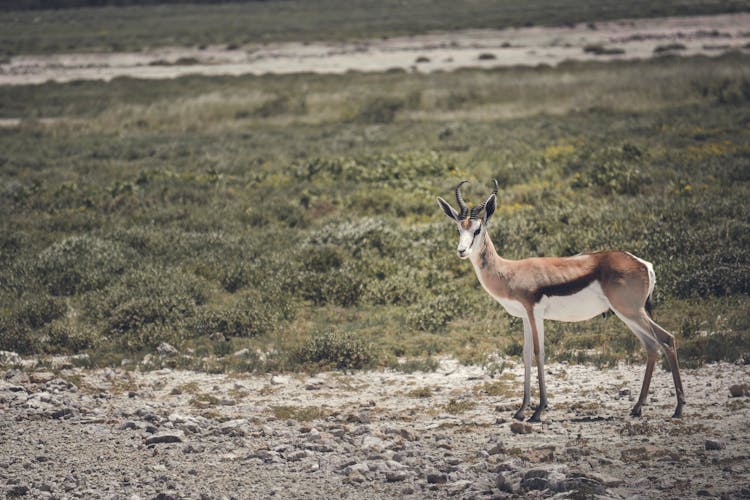 Isolated Springbok