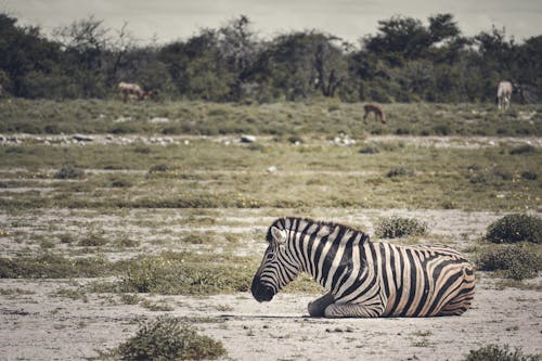 A Zebra Lying Down on the Ground 