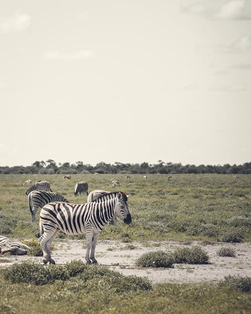 Free A Dazzle of Zebras Stock Photo