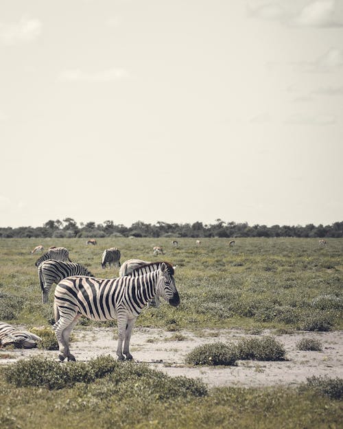 A Chapman's Zebra in Etosha National Park