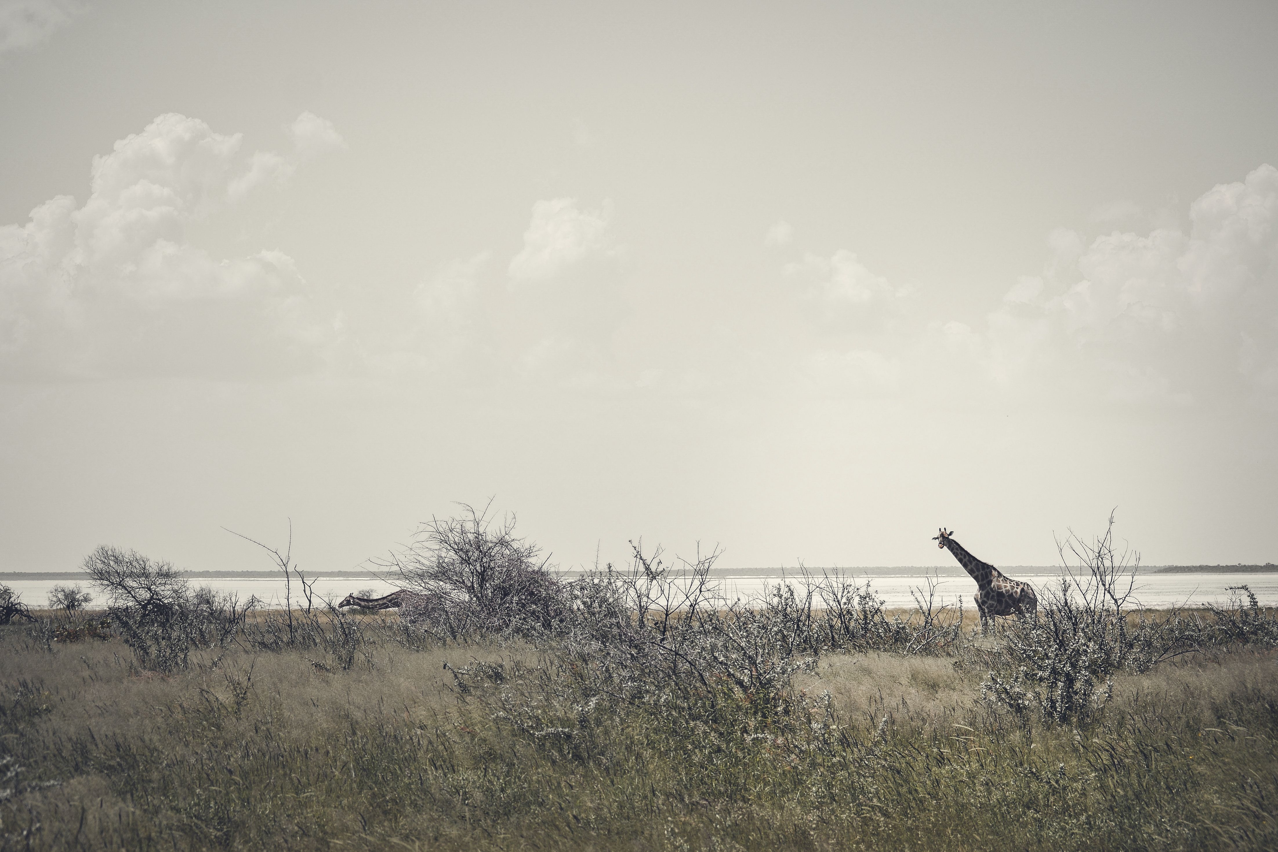 A serene landscape with a giraffe walking in Etosha National Park, Namibia.