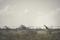 A serene landscape with a giraffe walking in Etosha National Park, Namibia.