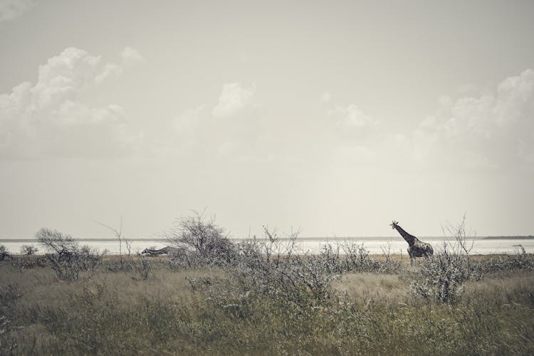 A Giraffe At Etosha National Park