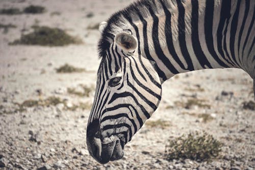 Close-Up Shot of a Zebra 