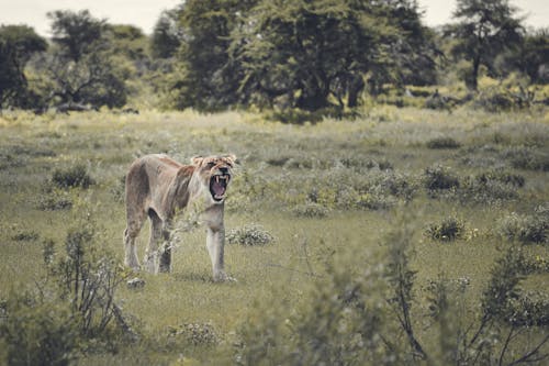 Lioness Walking on Grassland