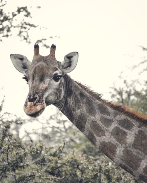 Close-Up Shot of a Giraffe 