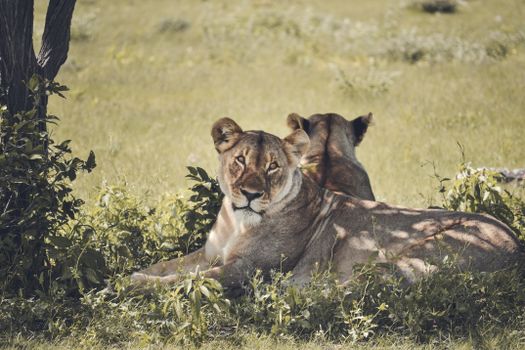 A beautiful lioness lounges in the grass under the shade, captured in Namibia's wilderness.