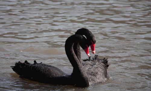 Free A serene capture of two black swans swimming together on a calm water surface, showcasing their elegance. Stock Photo