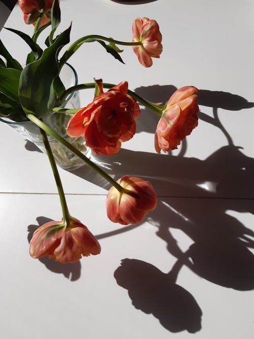 Free Close-up of Tulips Stock Photo