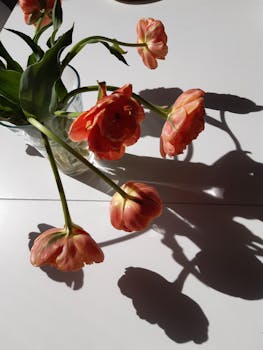 Close-up of tulips in a glass vase casting dramatic shadows in natural light.