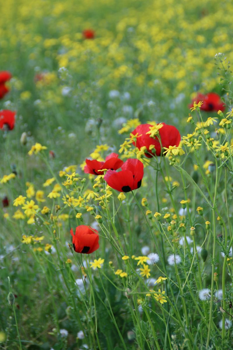 Colorful wildflower field with red poppies, yellow blossoms, and green foliage