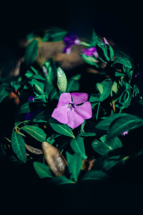 Close-Up Shot of a Purple Flower