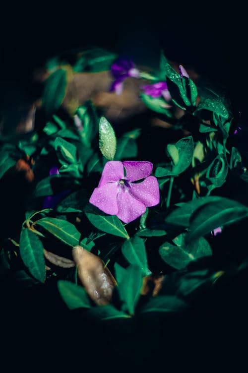 Gratis lagerfoto af blomstermotiv, blomstrende, delikat