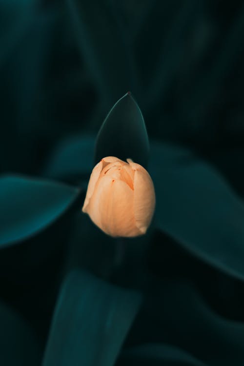Close Up Photo of Orange Flower