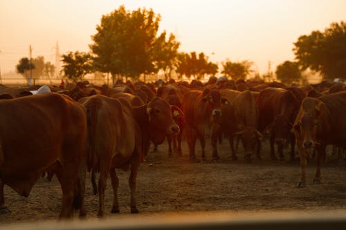 Immagine gratuita di addomesticato, agricoltura, animali