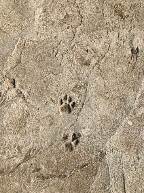 Free Detailed close-up view of animal paw prints embedded in a sandy, textured surface. Stock Photo