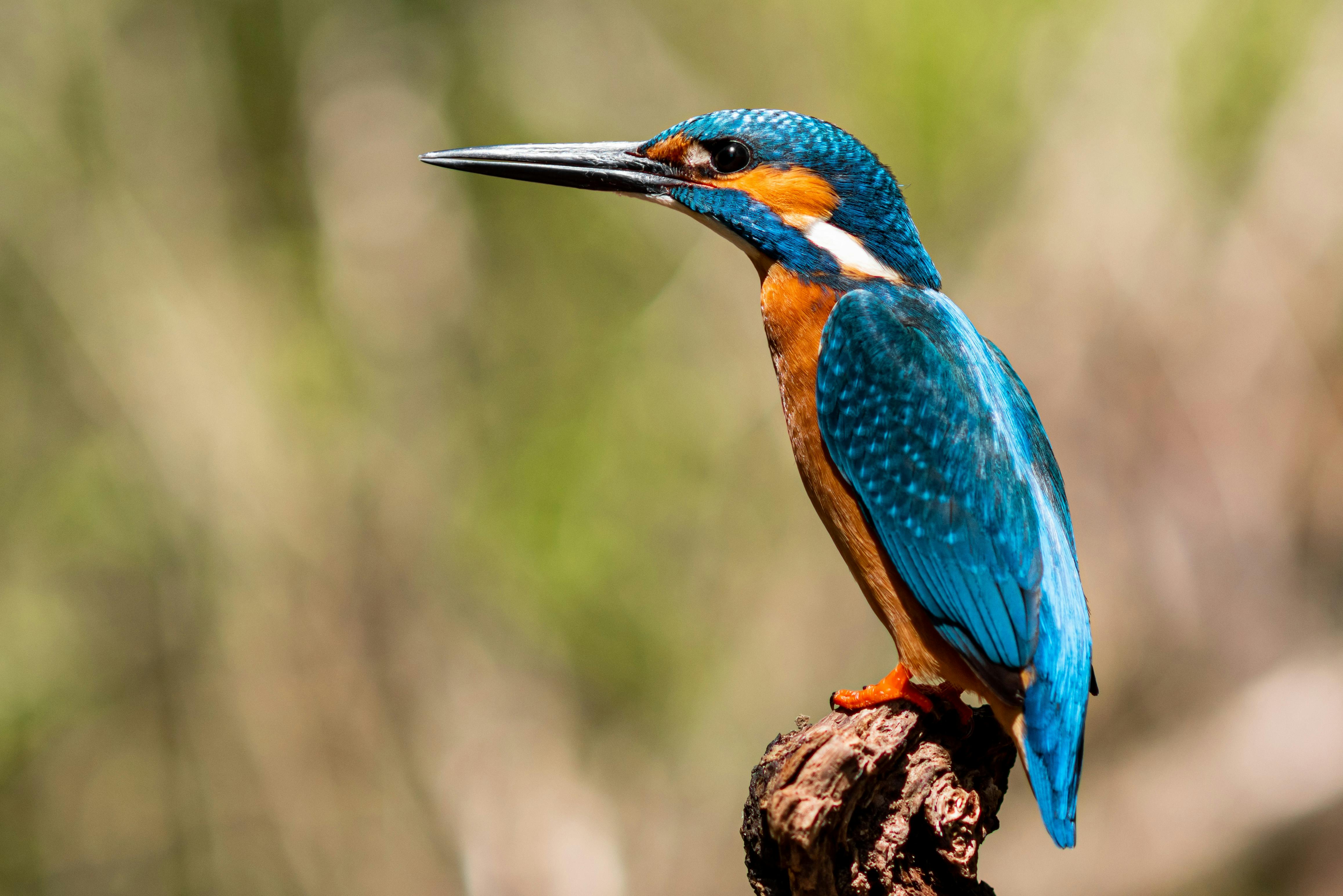 135+ Best Free Kingfisher Stock Photos & Images · 100% Royalty-Free HD