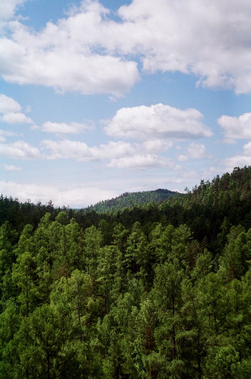 Foto d'estoc gratuïta de a l'aire lliure, arbres, bosc