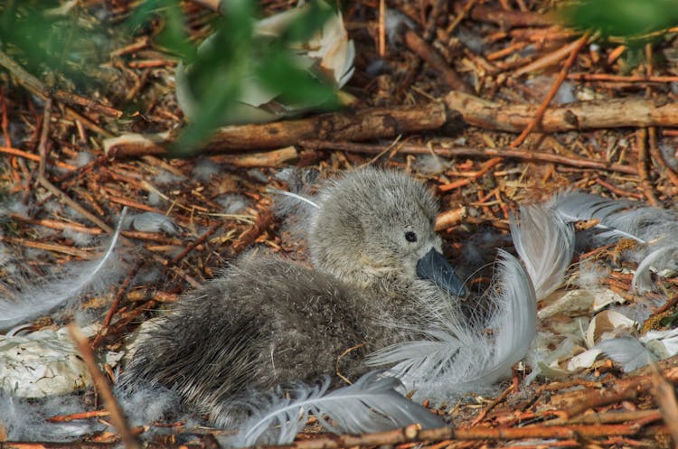 Close-up Of A Cygnet