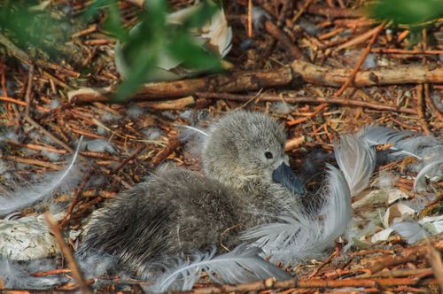 Free Adorable baby swan cygnet nestled among feathers and twigs. Perfect for wildlife photography enthusiasts. Stock Photo