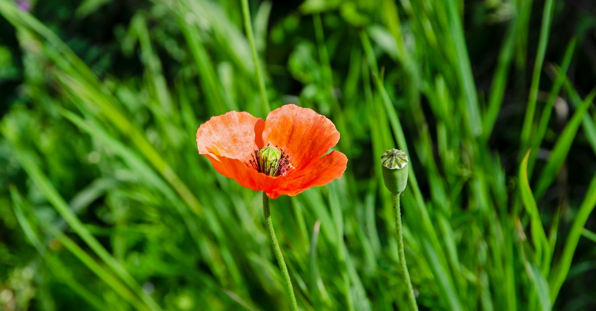 Poppy Back Photo A Common Poppy · Free Stock Photo