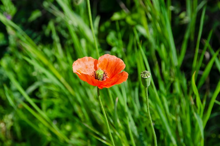 A Common Poppy