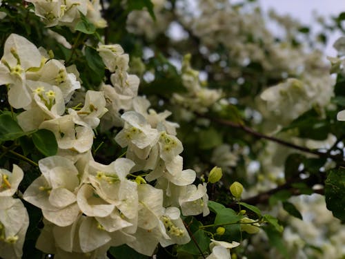 後雨, 白色的花, 美麗的花朵 的 免費圖庫相片