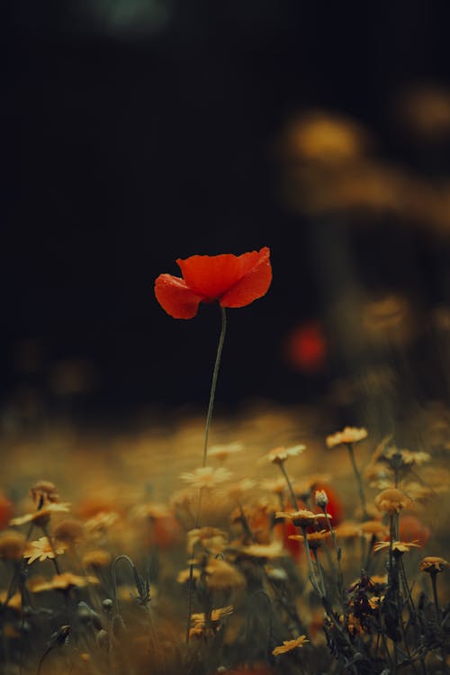 Poppy Flower on a Field