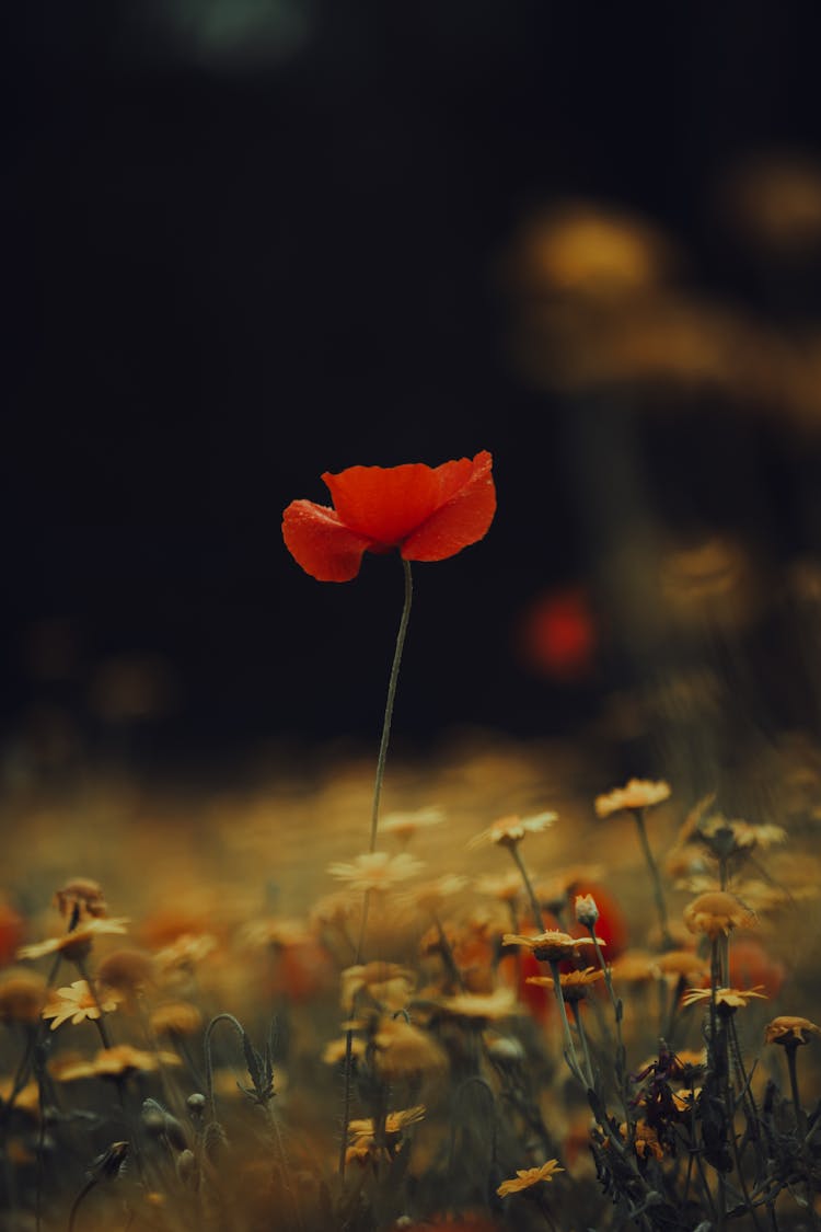 Poppy Flower On A Field