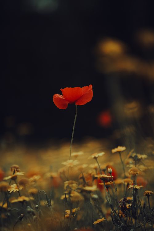 Free A stunning red poppy stands tall amidst a field of wildflowers in a serene outdoor setting. Stock Photo