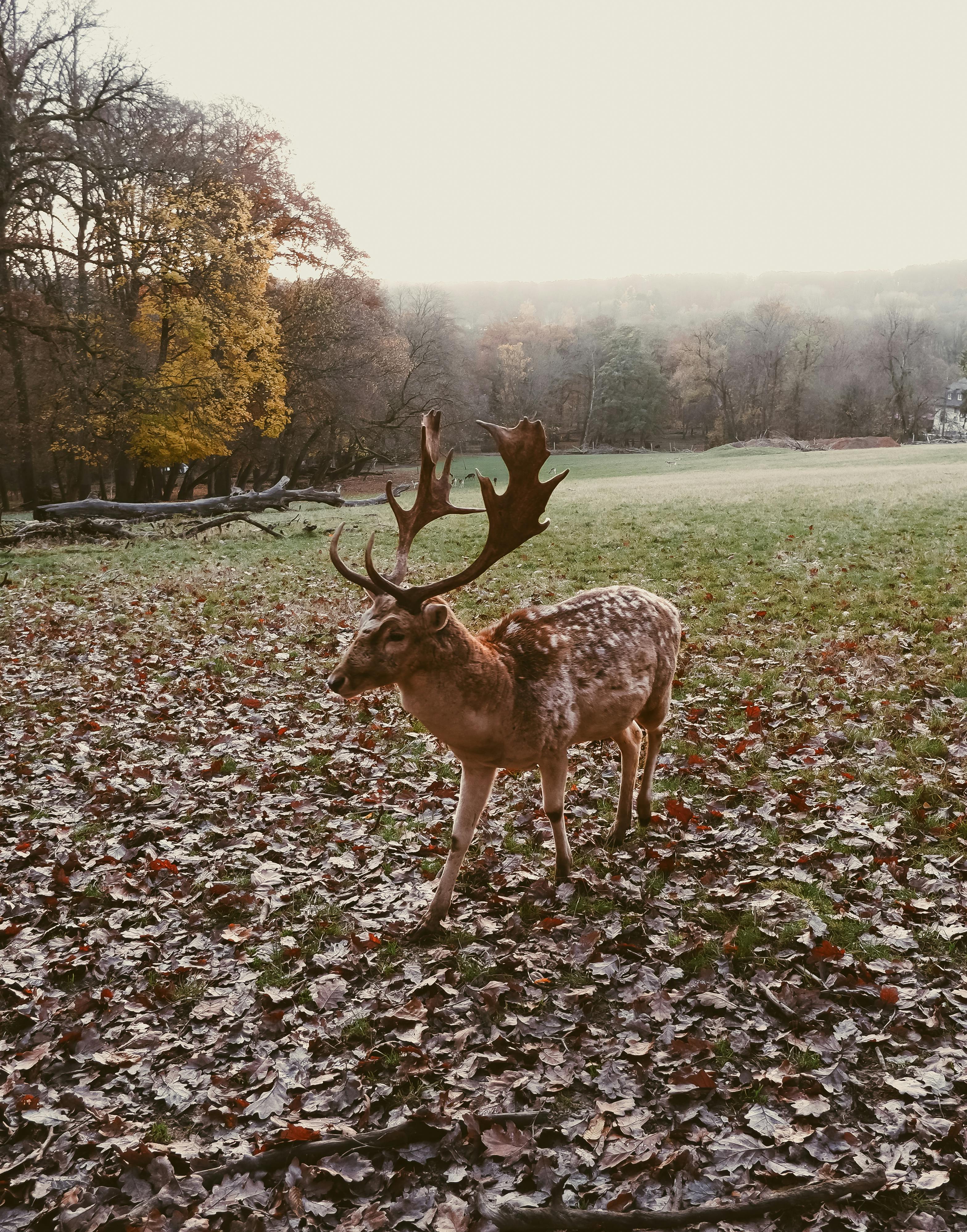grátis Foto profissional grátis de animais selvagens, animal, ao ar livre Foto profissional