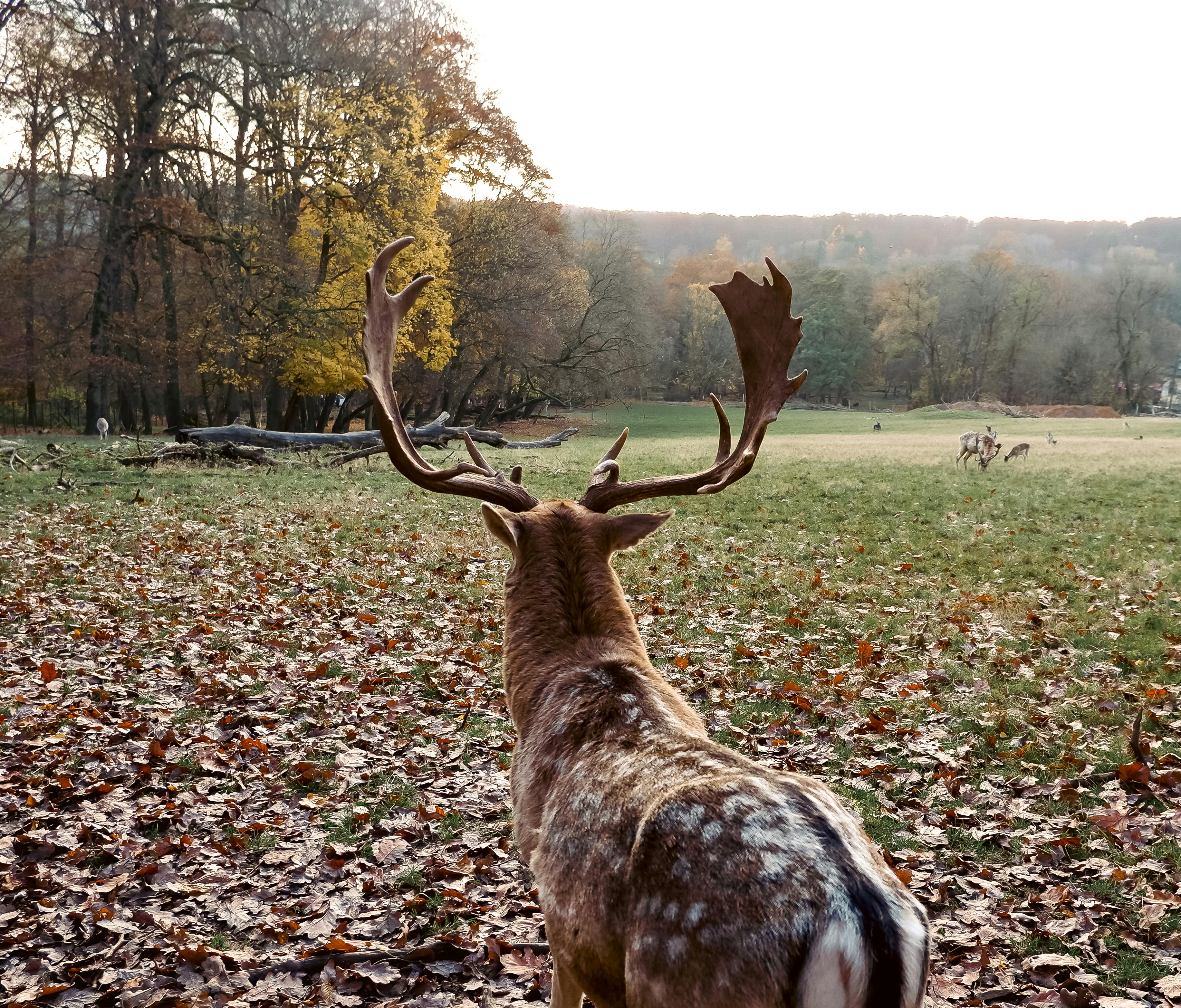 grátis Foto profissional grátis de amável, animais selvagens, animal Foto profissional