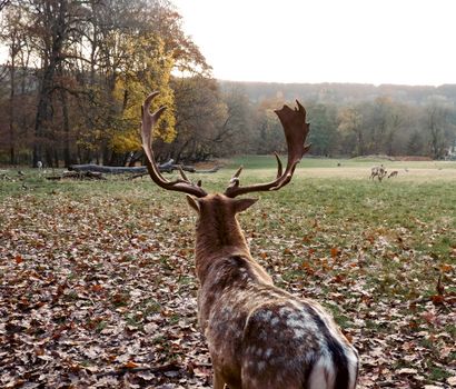 A Moose Standing on Dried Leaves