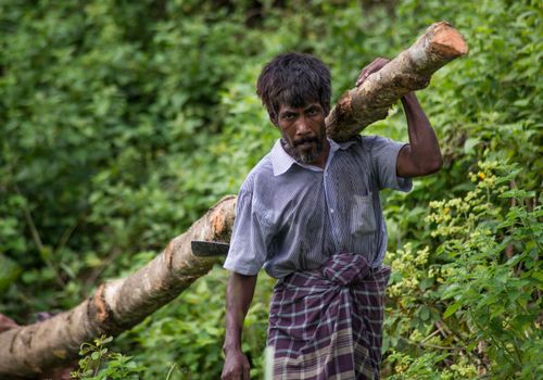 Free A man carries a log in Bandarban, Bangladesh, surrounded by lush greenery, showcasing rural labor. Stock Photo