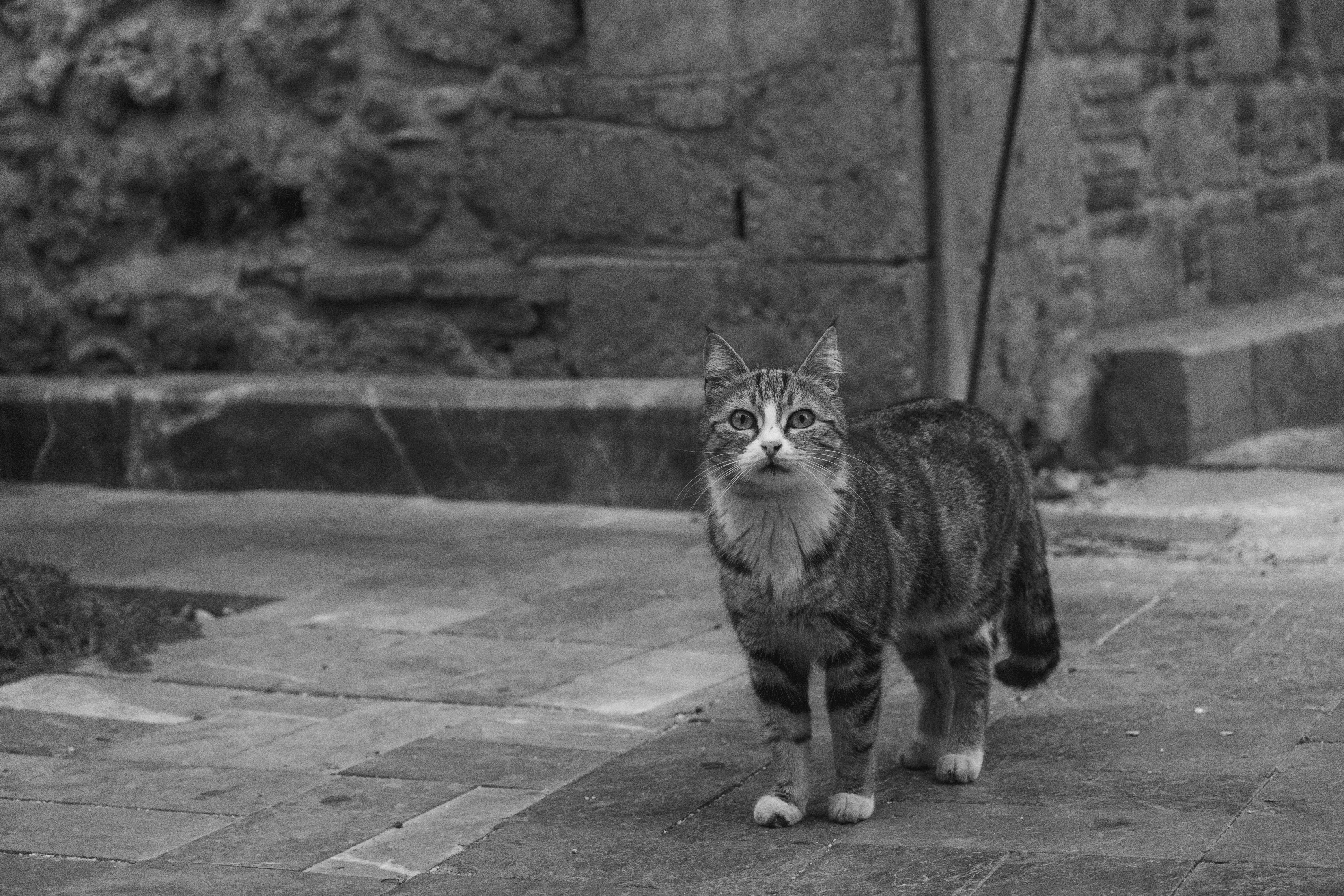 Black Kitten Walking on the Street · Free Stock Photo
