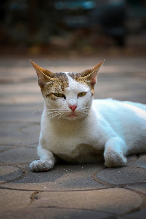 Miễn phí Ảnh lưu trữ miễn phí về @ngoài trời, Ấn Độ, ánh sáng ban ngày Ảnh lưu trữ