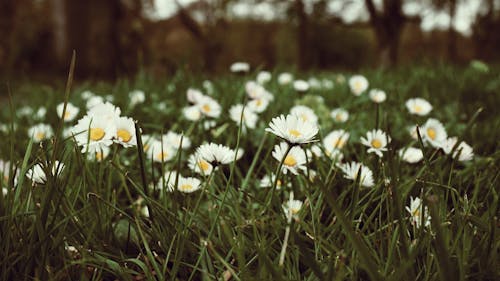Grass and White Flowers
