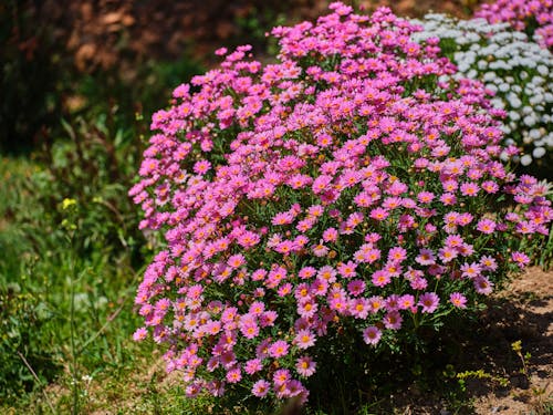 免費 瑪格麗特雛菊, 粉紅色的花, 綻放 的 免費圖庫相片 圖庫相片