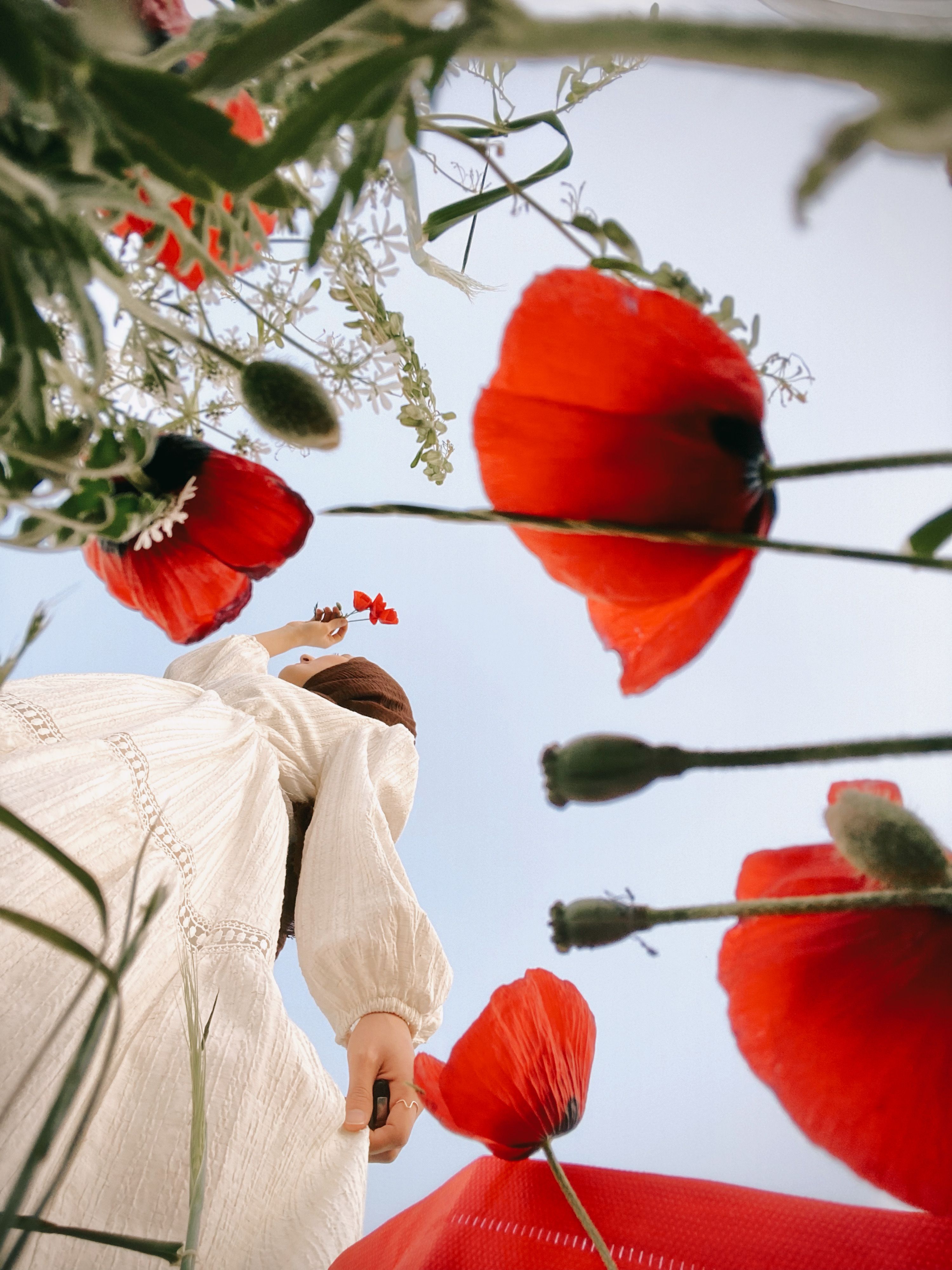 A unique upward view capturing vibrant red poppies and a person in a dress against a clear sky.