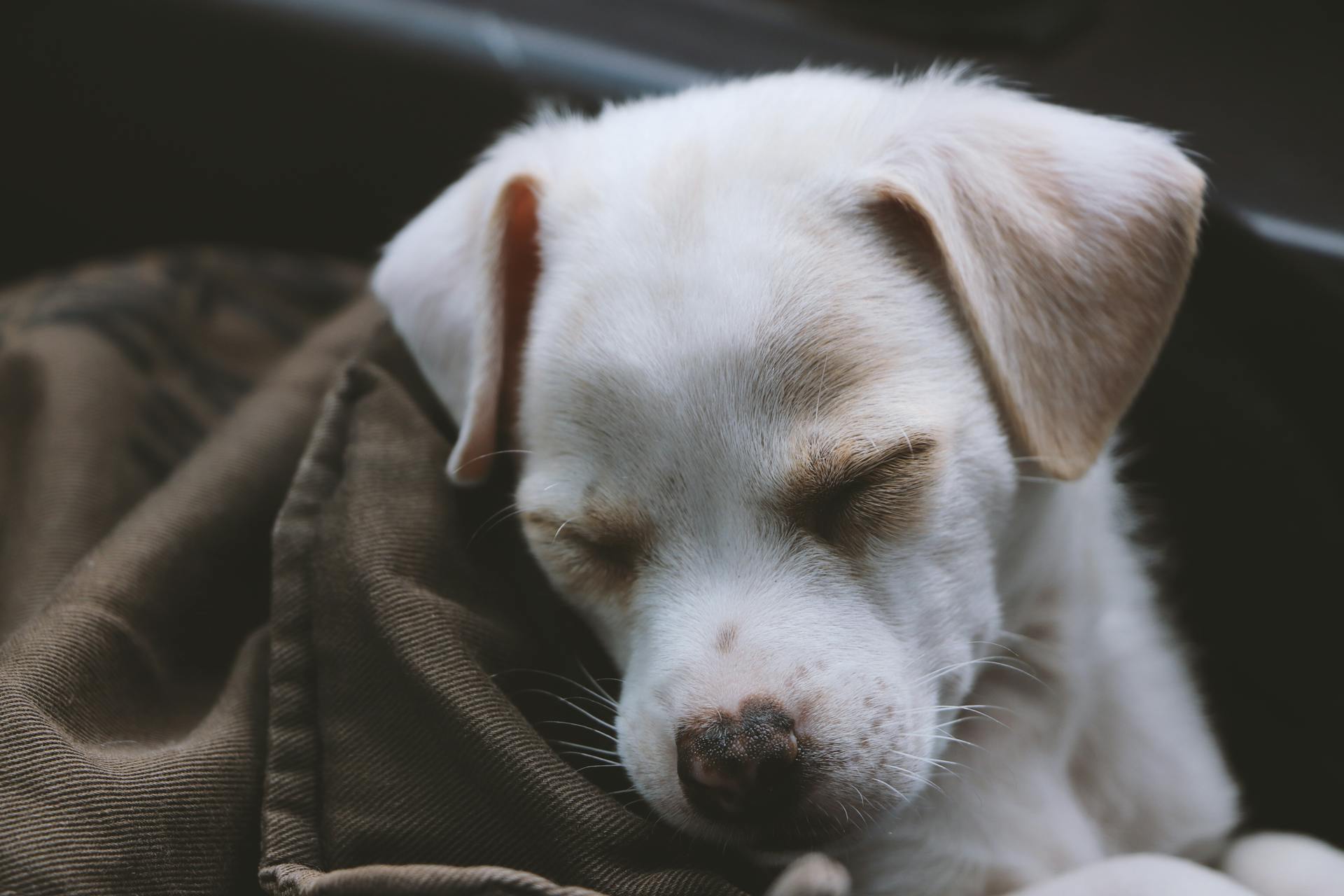 Puppy Covered With Brown Blanket