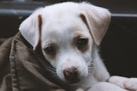 一只可爱的白色小狗依偎在毯子里，在室内尽显纯真