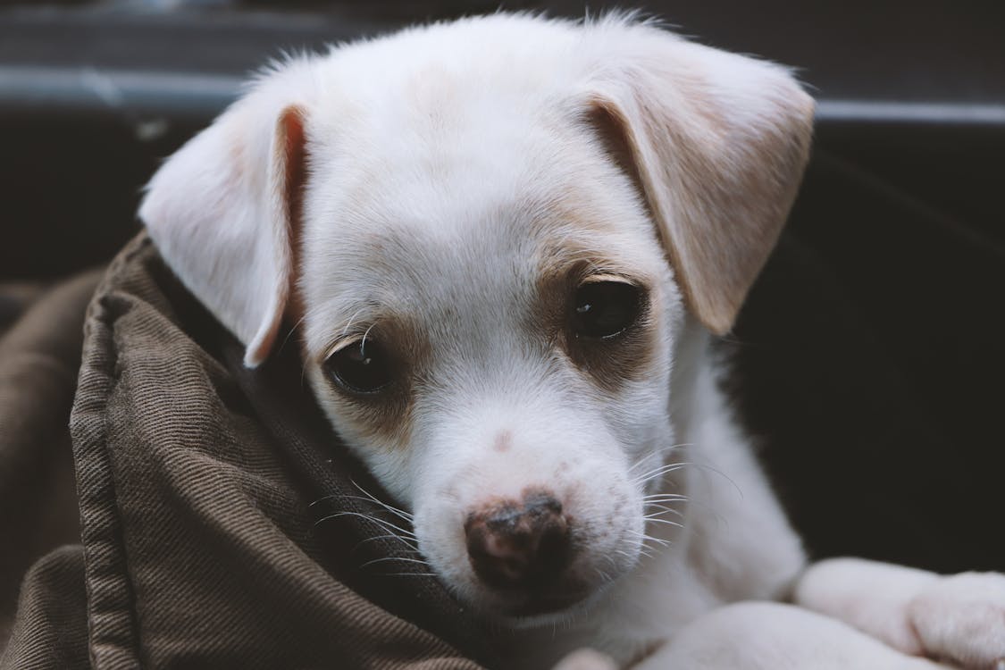 Closeup Photo Of Short-coated White Puppy