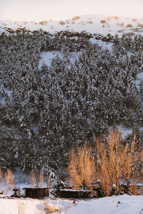 Základová fotografie zdarma na téma kopec, rýma, sníh